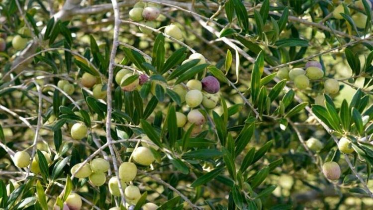 Reviving Upper Tirah: From Narcotics to Nature’s Gold – WCHR’s Sustainable Future with Zafraan, Olive (Piwaan), Chalghzai, and Kandahari Pomegranates