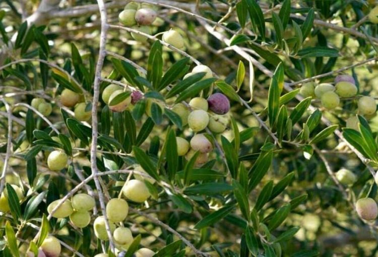 Reviving Upper Tirah: From Narcotics to Nature’s Gold – WCHR’s Sustainable Future with Zafraan, Olive (Piwaan), Chalghzai, and Kandahari Pomegranates